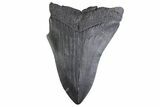 Partial Fossil Megalodon Tooth - South Carolina #374875-1